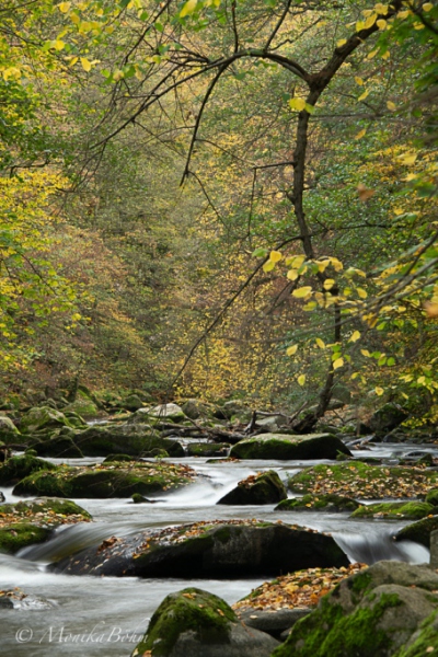 Bach im Herbst