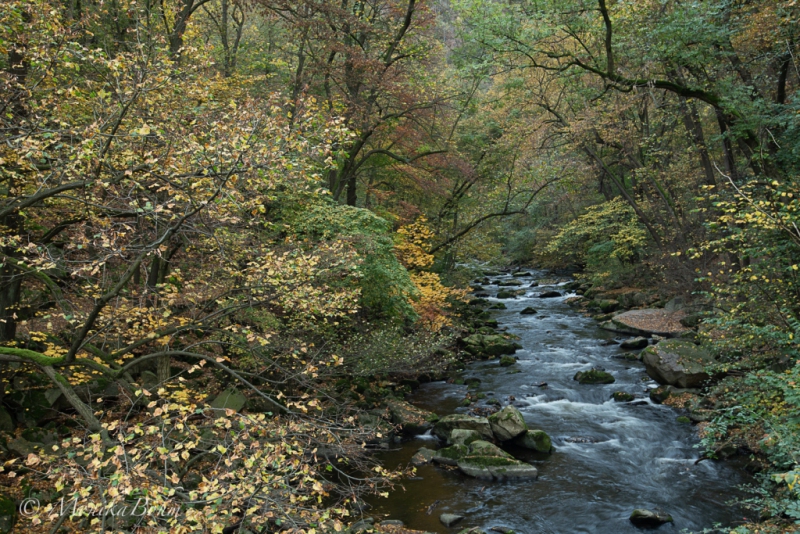 romantischer Flusslauf