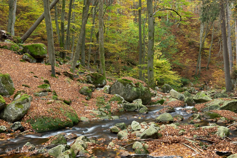 Streifzüge durch den Wald