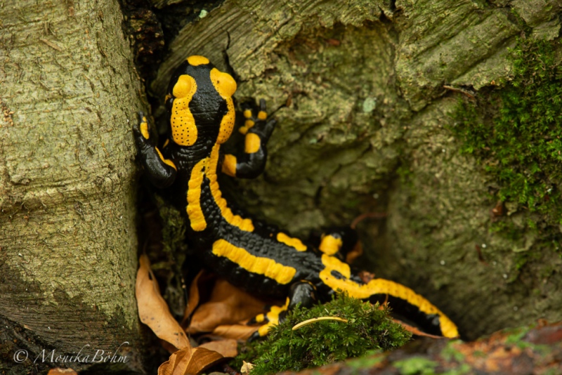Feuersalamander 1