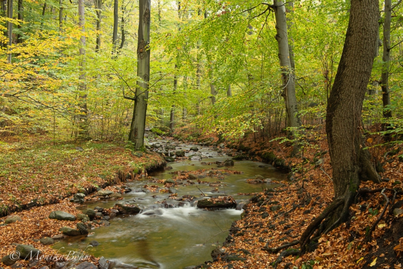 Waldbach