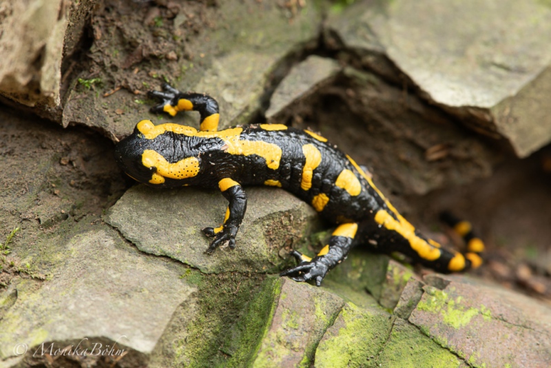 Feuersalamander 2