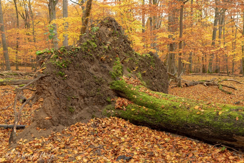 gefallener Gigant