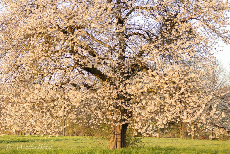 Kirschblüte
