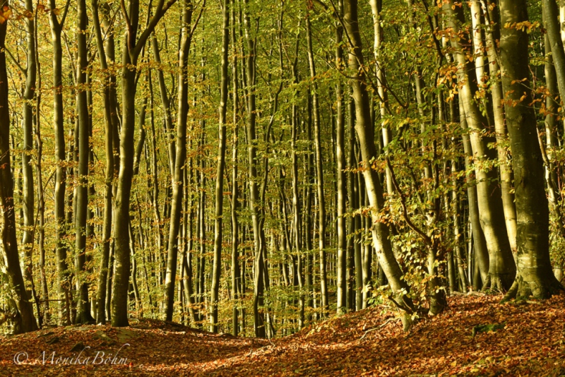 Waldpanorama