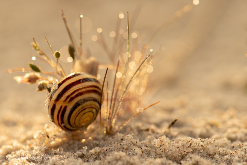 Schnecke am Strand