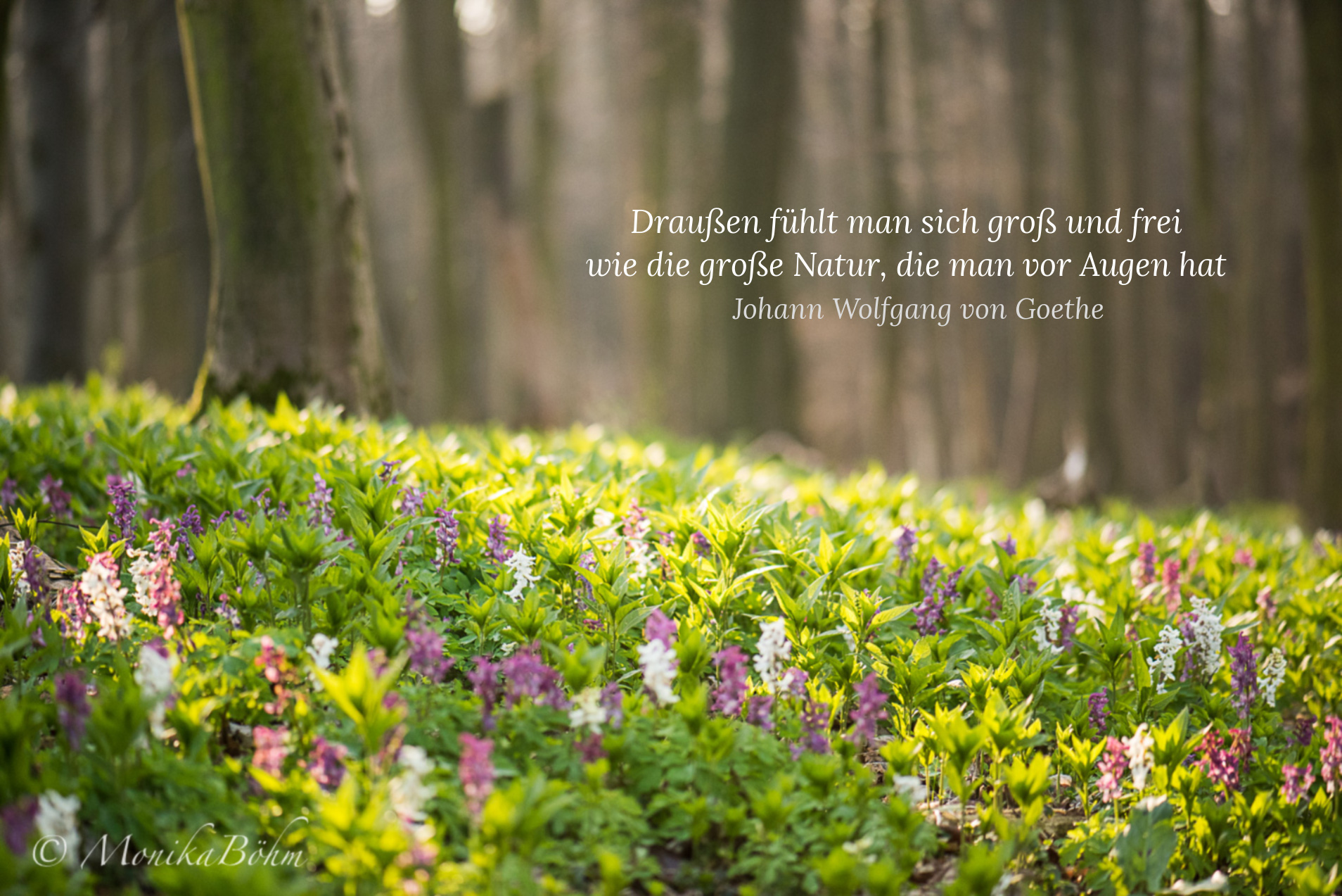 Draußen fühlt man sich groß und frei wie die große Natur, die man vor Augen hat - Johann Wolfgang von Goethe