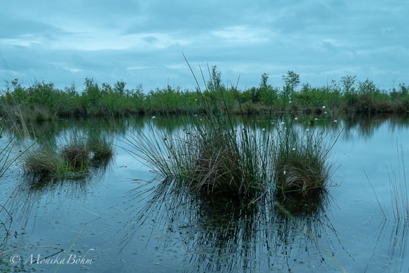 im Moorland