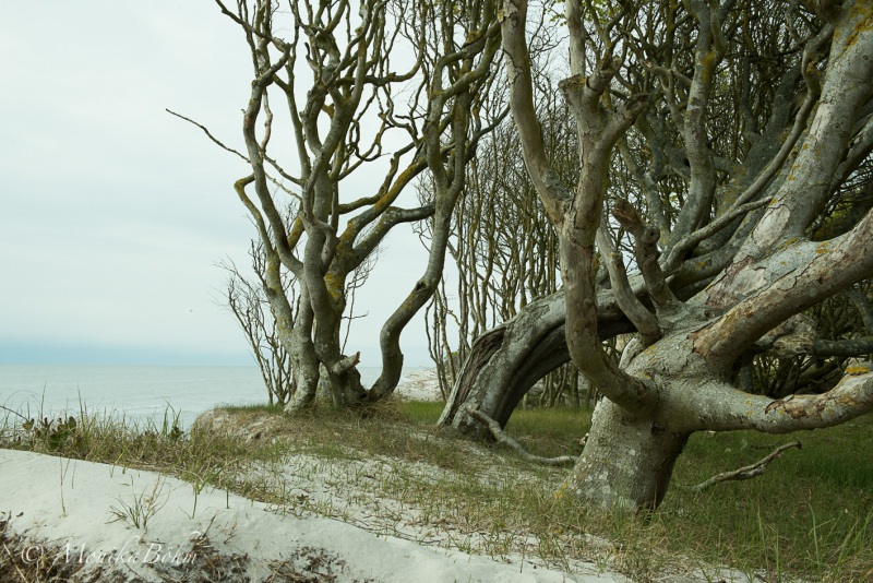 Windflüchter