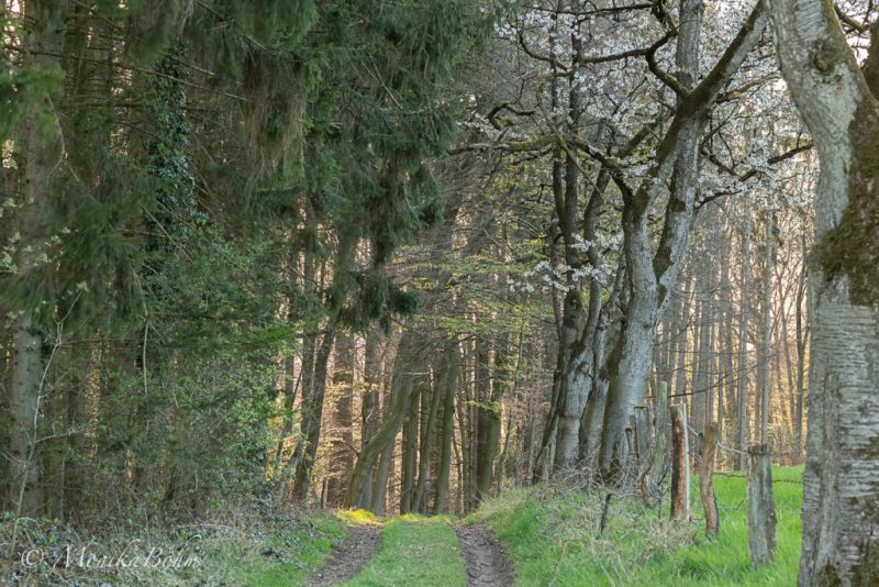 Weg