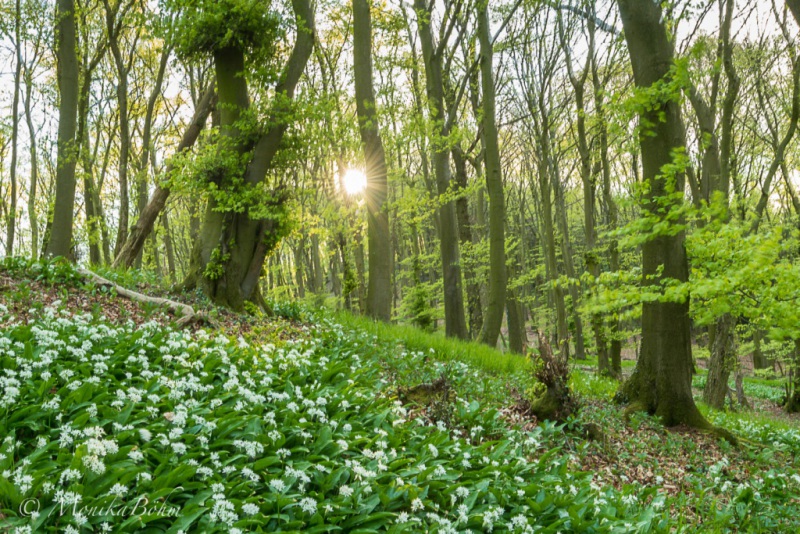 Sonnenstrahlen im Frühlingswald